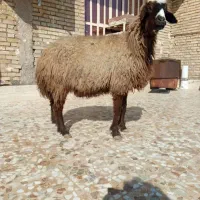 گوسفند وبره ابستن بشرط