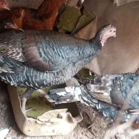 بوقلمون ماده|حیوانات مزرعه|نیشابور, مازول|دیوار