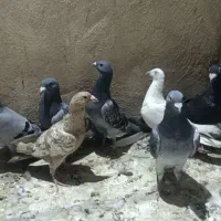 کفتر مسافتی پلاکی|پرنده|قم, انسجام|دیوار