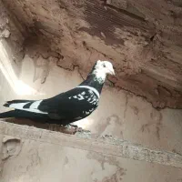 سار بزک کاکلی و ی جفت هفت‌رنگ