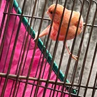 قناری نر ردفکتور برفکی