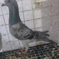 پرنده کبوتر  پلاکی و زاغ شهرستانی|پرنده|اهواز, فولادشهر|دیوار