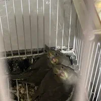 جوجه عروس هلندی