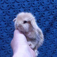 خرگوش لوپ چشم ابی.و خرگوش مینیاتوری|موش و خرگوش|تبریز, |دیوار