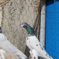 کبوتر تیدی پاکستانی