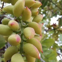 زمین پسته اکبری