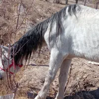 اسب|حیوانات مزرعه|تربت‌حیدریه, بالا ولایت|دیوار