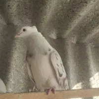 کبوتر عتیقه|پرنده|تهران, میدان میوه و تره‌بار مرکزی|دیوار