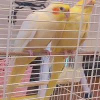 جفت نر و ماده عروس هلندی لوتینو