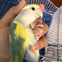 ۲تا کوتوله برزیلی رنگ خاص ۱ ساله