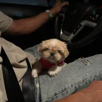 پیکینیز امپریال فوری