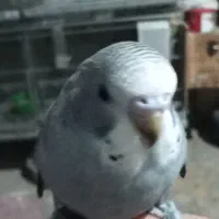 جوجه مرغ عشق و جوجه کوتوله|پرنده|نیشابور, فردوسی جنوبی|دیوار