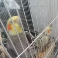 یک جفت عروس هلندی شوخ و بخون|پرنده|بافق, |دیوار