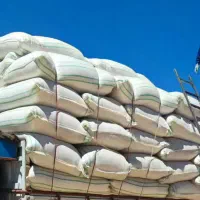 کاه گندم ریز و نرم کردستان