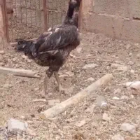 مرغ لاری یک تیغ طوسی