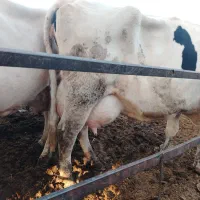 چندعددگاو شیری همه آبستن بالا شکم دومم.|حیوانات مزرعه|بردسکن, |دیوار