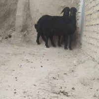 بره قوچ افشاری