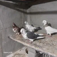 کفتر تهرانی|پرنده|شیراز, کوشک میدان|دیوار