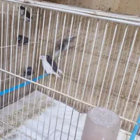 فنچ بنگالی نر|پرنده|اردبیل, |دیوار