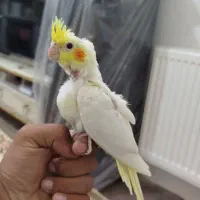 جوجه عروس هلندی|پرنده|پاکدشت, پاکدشت (مامازند)|دیوار