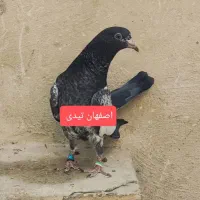 کبوتر پاکستانی|پرنده|اصفهان, شیخ اشراق|دیوار