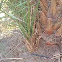 پاجوش زاهدی یاقصب|عمدهفروشی|سعدآباد, |دیوار