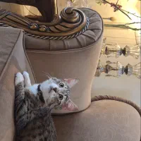 پیشی|گربه|گرگان, |دیوار