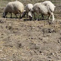 ۶راس میش نمونه مناسب برا نگهداری شیرلزی و دورگ|حیوانات مزرعه|کرمان, |دیوار