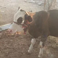 فروش گوساله