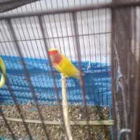 طوطی برزیلی|پرنده|بندر ماهشهر, |دیوار