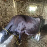 گاو هلشتاین شیری