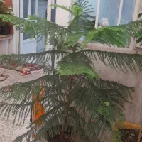 سه تاکاج مطبق زیبا  و بزرگ|گل و گیاه طبیعی|تهران, جیحون|دیوار