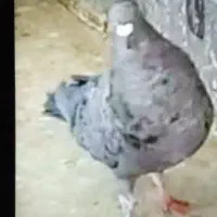 کبوتر|حیوانات|مشهد, مصطفی خمینی|دیوار