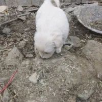 توله سگ پاکوتاه