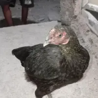 خروس