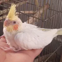 عروس هلندی لوتینو سرلاکی