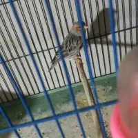 آگات نر آماده