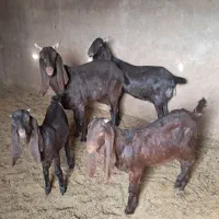 ۲راس سالار بز کهره دار.