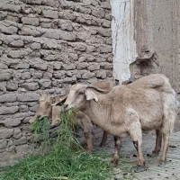 فروش گوسفند|حیوانات مزرعه|بم, |دیوار