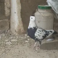 سار دم سیاه خوشگل زدو خوردی