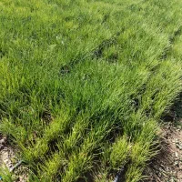 نشا، پیاز مینروا سایروس