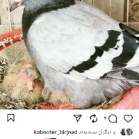 نر سرخ کرمانی عطیقه با ماده مسافتی|پرنده|درمیان, |دیوار