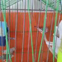 عروس هلندی مرغ عشق فنچ تخم جوجه|پرنده|چناران, |دیوار