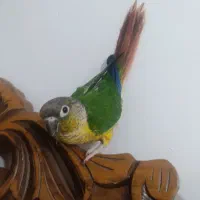 طوطی گرینچیک