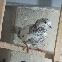 ۸ تا کفتر پرشی حسابی|پرنده|قم, حنیف نژاد|دیوار