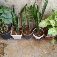 مجله|کتاب و مجله ادبی|سرپل ذهاب, |دیوار