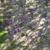 زعفران خشک امسالی|خوردنی و آشامیدنی|گوگان, |دیوار