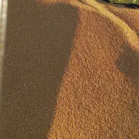 فروش گندم شبرنگ (ساجی پاکوتاه)