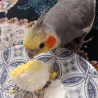 عروس هلندی|پرنده|قدس, شهر‌قدس|دیوار