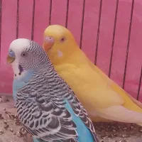 مرغ عشق انگلیسی